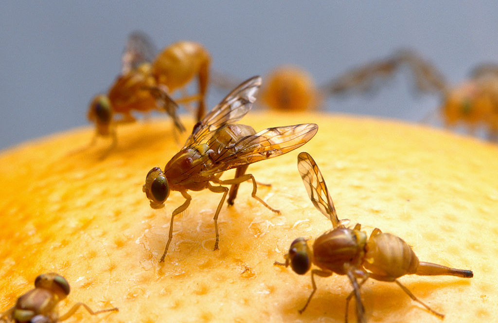 Mexican Fruit Flies Doing Their Thing