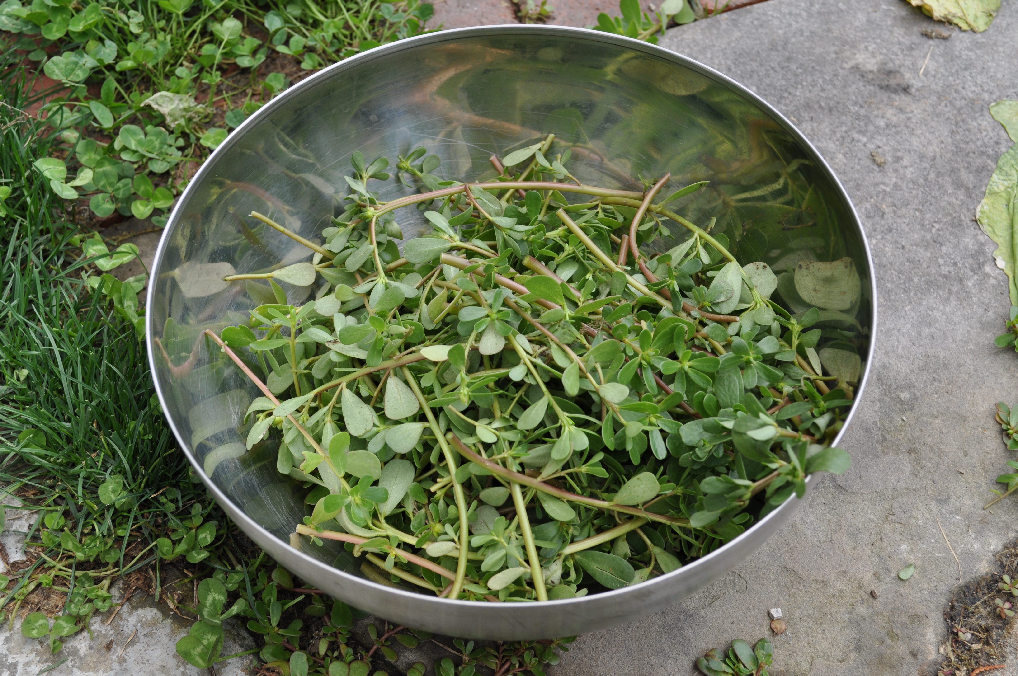 Purslane Salad with Strawberry and Avocado